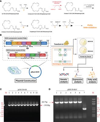 Metabolic Engineering to Improve Docosahexaenoic Acid Production in Marine Protist Aurantiochytrium sp. by Disrupting 2,4-Dienoyl-CoA Reductase